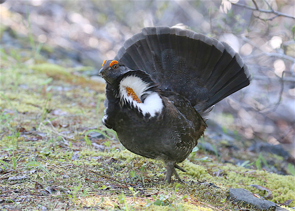 Sooty Grouse May 27 2019 Manning  736