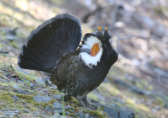 Sooty Grouse May 27 2019 Manning  740