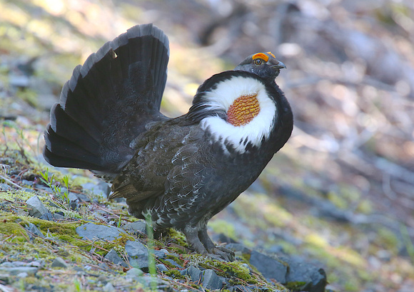 Sooty Grouse May 27 2019 Manning  741