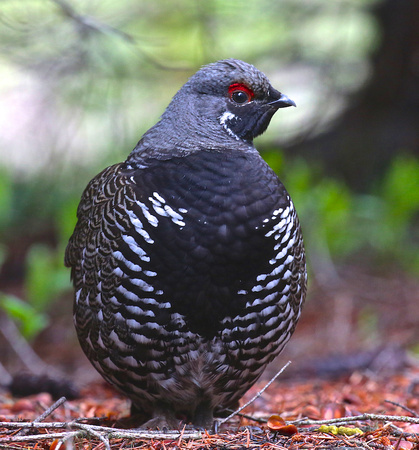 Spruce grouse May 26 2019 manning  752