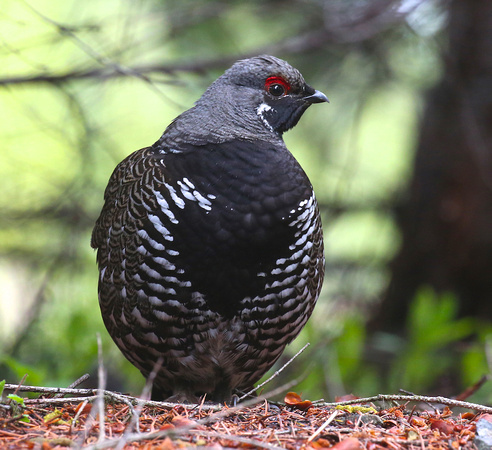 Spruce grouse May 26 2019 manning  753
