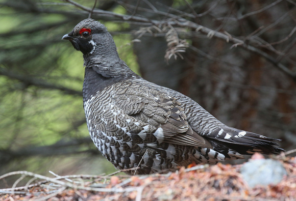 Spruce grouse May 26 2019 manning  754