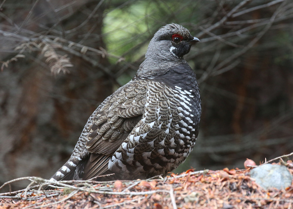Spruce grouse May 26 2019 manning  755