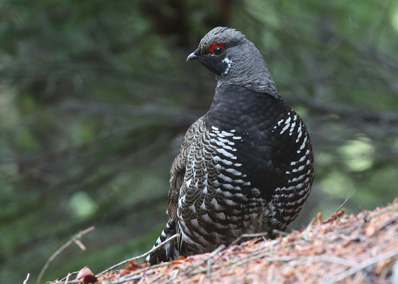 Spruce grouse May 26 2019 manning  756