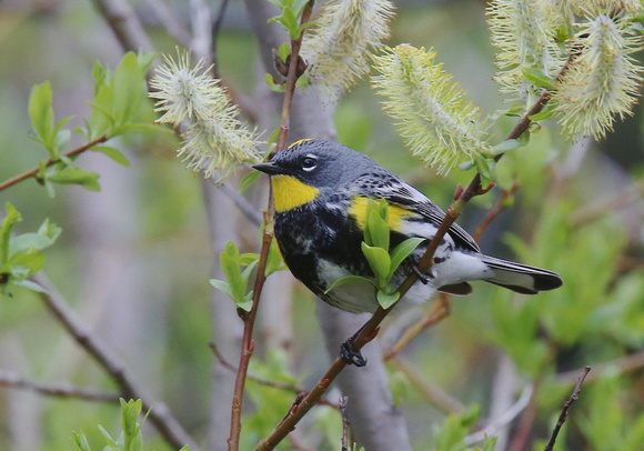 Yellow-rumped Warbler May 26 2019 Manning  761