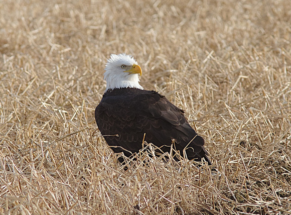 American Bald Eagle Jan 8 2015 Sumas  697