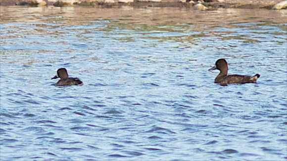 Scaup Greater and Lesser May 6 2014 Amado tsp  1128