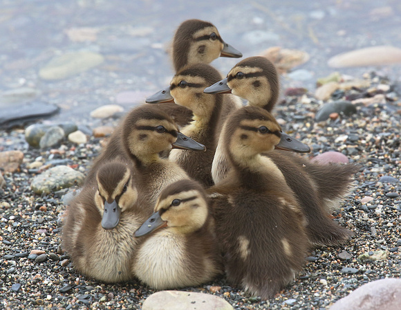 Mallard Ducklings June 15 2019 Rocky Harbour Nl.  1205