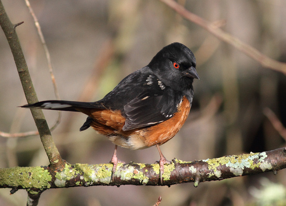 Spotted Towhee 1