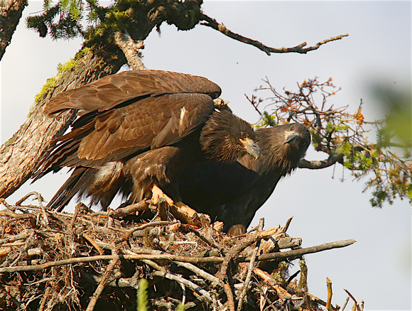 Bald Eagle fledglings on nest July 25 2019 Logan Lake  1466