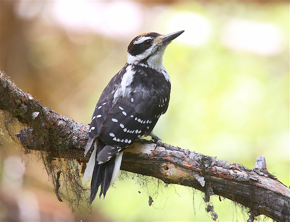 Hairy Woodpecker July 25 2019 Tunkwa  1479
