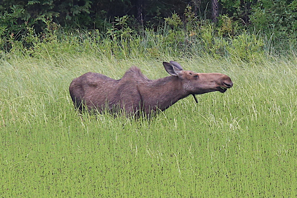 Moose cow June 24 2019 Logan Lake  1480