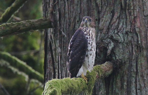 Coopers Hawk July 13 2019 Darby Reach  1475