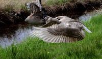 Swans geese Ducks