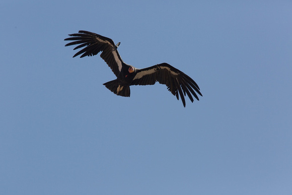 California Condor May 21 2014 Marble Canyon  1303