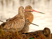 Bar-tailed-Godwit-w_Marbled