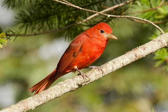Summer Tanager Jan 23 2024 2449 Tryon Rd N. Sannich - 2 of 3-topaz