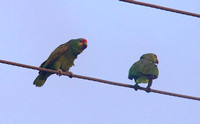 Red-crowned Parrot Apr 13 2014 Brownsville  764
