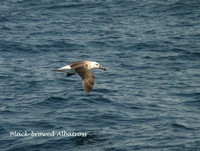 Black-browed-Albatross