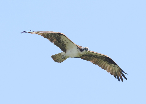 Osprey Aug 25 2022 Page Rd - 5 of 23