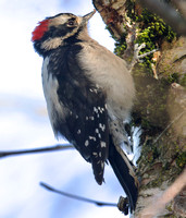 Downy Woodpecker male Feb 16 2024 Mill Lake - 1 of 1-topaz