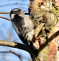 Downy Woodpecker female Feb 16 2024 Mill Lake - 1 of 1-topaz