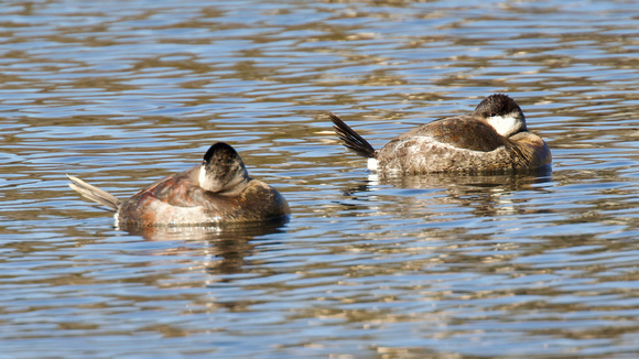 Ruddy Ducks Feb 16 2024 Mill Lake - 1 of 1-topaz