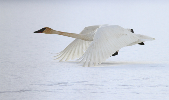 Trumpeter Swan 1 flying