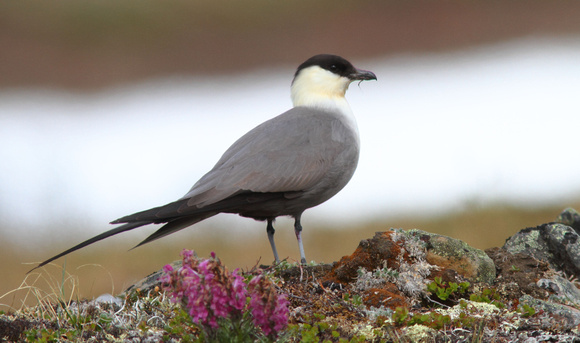 Long-tailed Jaeger 7