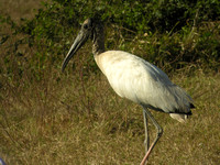 Pelicans, Cormorants,Storks, Gannets, Frigatebirds, Darters, Anhinga