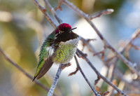Anna's Hummingbird Jan 17 2020 Home - 3 of 3
