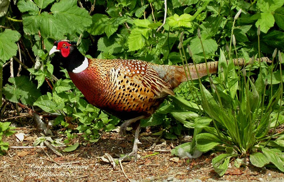 Ring-necked-Pheasant-2-may-