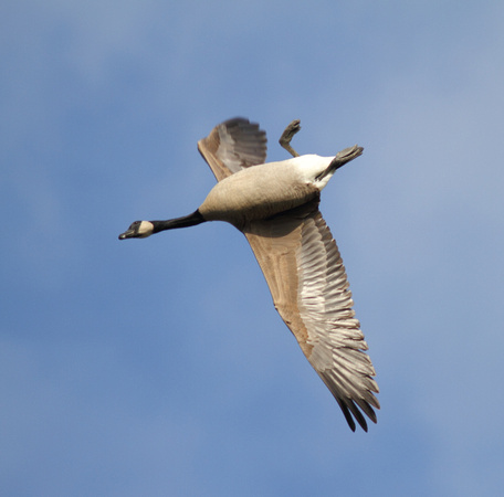 Canada Geese whiffling 3