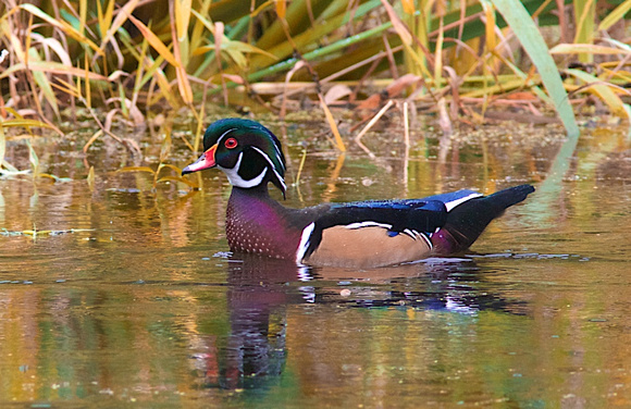 Wood Duck male Sept 20 2014 GBH Reserve  2085