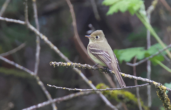 Pacific Slope Flycatcher Apr 27 2020 End of Gladwin on dyke - 1 of 1