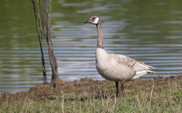 Leucistic Canada Goose May 1 2020 Wilband - 1 of 1