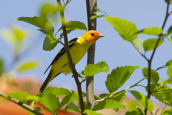 WESTERN TANAGER May 16, 2020 Cannor Rd Chilliwack - 1 of 2