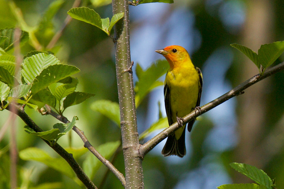 WESTERN TANAGER May 16, 2020 Cannor Rd Chilliwack - 2 of 2