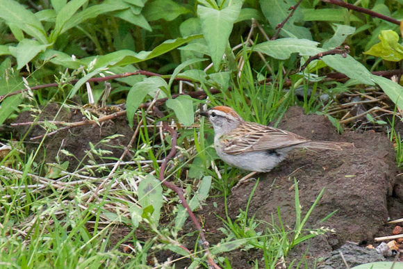 Chipping Sparrow May 21 2020 Matsqui - 1 of 1