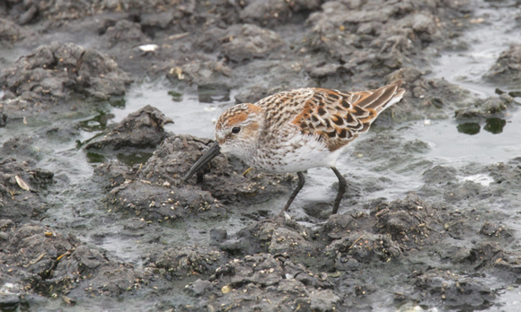 Western Sandpiper May 22 2020 Iona - 1 of 1