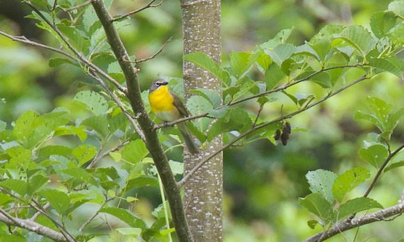 Yellow-breasted Chat June 5 2020 Rotary Trail Chilliwack - 1 of 2