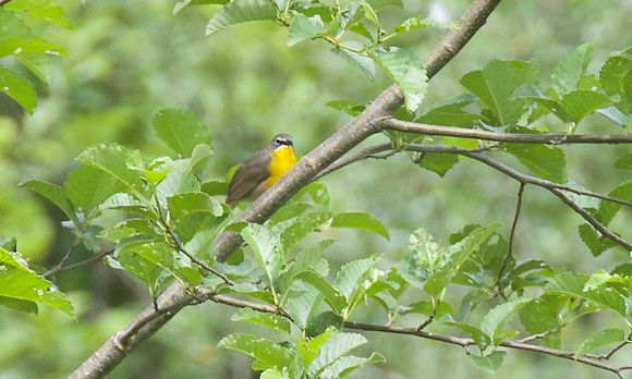 Yellow-breasted Chat June 5 2020 Rotary Trail Chilliwack - 2 of 2