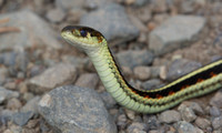 Garter Snake June 22 2020 Harmon Lake, BC