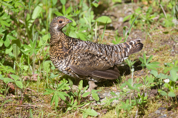 Sooty Grouse female June 25 2020 Manning Park - 1 of 1