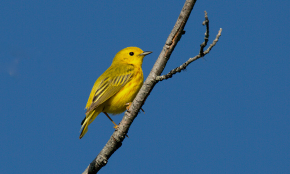 Yellow Warbler June 25 2020 Manning Park - 3 of 4