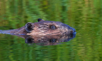Beaver Aug. 14 2020 Barnes Lake, BC - 4 of 26