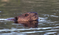 Beaver Aug. 14 2020 Barnes Lake, BC - 5 of 26