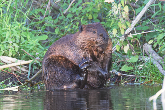 Beaver Aug. 14 2020 Barnes Lake, BC - 7 of 26