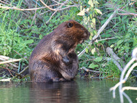 Beaver Aug. 14 2020 Barnes Lake, BC - 8 of 26