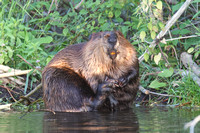 Beaver Aug. 14 2020 Barnes Lake, BC - 10 of 26